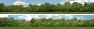 Backgrounds N gauge Tall Trees Pack A ID Backscenes ID149N-A