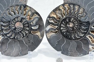 RARE 1-n-100 BLACK Ammonite PAIR Deep Crystal 110myo FOSSIL 205mm 8.2" 3211xx - Picture 1 of 12