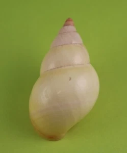 LIGUUS fasciatus Florida Tree guscio di lumaca - ornatus 45,69 mm - fine - Foto 1 di 4