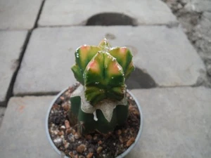 1 Astrophytum myriostigma cv. Koh-yo. 3cm. - Imagen 1 de 6