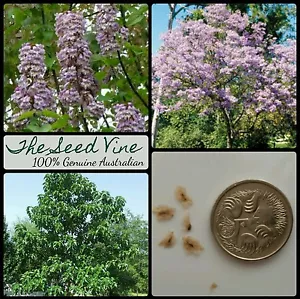 50+ EMPRESS TREE SEEDS (Paulownia tomentosa) Fast Grow Fragrant Purple Flower - Picture 1 of 2