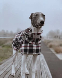 Hund Snood Pullover Fleece Hausmantel Italian Whippet Lurcher schwarz Tartan 22” - Bild 1 von 6