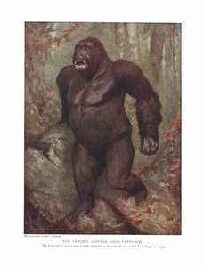ALTER ORIGINAL ANTIKER FARBKUNSTDRUCK 1902 DER GORILLA - Bild 1 von 1