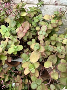 20 X 6cm Cutting -Crassula. Fairy crassula-Pitted crassula. Succulent. Plant. - Picture 1 of 4