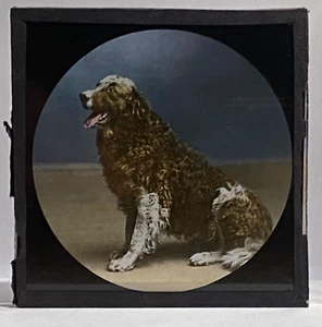 Antiguo Tobogán Linterna Mágica - Perro de Agua Perro Spaniel - Imagen 1 de 2