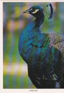 Peacock - Picture 1 of 2