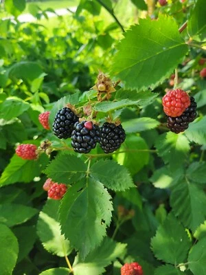 2 Year Old Triple Crown Thornless Blackberry Plant Large Root 6 Week Of Berries! - Image 1 of 4