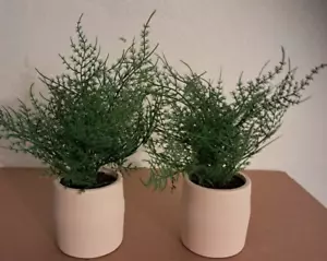 Caja de 2 Umbrales Imitación Planta Decoración Interior C2 8383 - Imagen 1 de 3