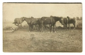 Antike AK Echt Foto Gruppe Pferde und ein Schwein RPPC - Bild 1 von 2