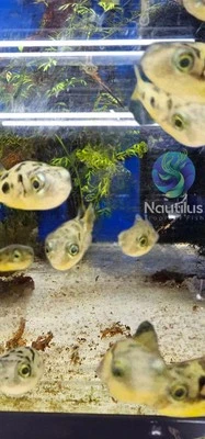 Dwarf Pea Puffer (Carinotetraodon travancoricus) - Live arrival! We combine ship - Image 1 of 2