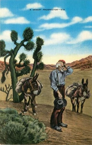 A Desert Prospector with Two Donkeys Vintage Postcard - Picture 1 of 2