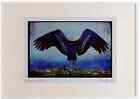 707047 Maribu Stork With Outstretched Wings Watercolour Picture Frame Ltd Ed A3