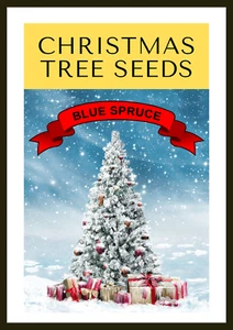 Grow Your Own CHRISTMAS TREE Colorado Blue Spruce Picea Pungens Gift Seed Packet - Picture 1 of 10