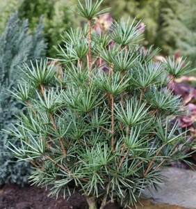 Japanische Schirmtanne Beauty Green 70-80cm - Sciadopitys verticillata - Bild 1 von 1