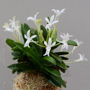 Neofinetia falcata ‘YODO NO MATSU’ 淀の松 – 1-Fan Bean-Leaf Starter Orchid - Picture 1 of 2