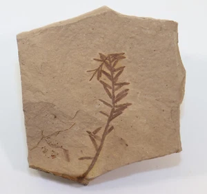 Blätter, Metasequoia occidentalis, Tertiär, Oligozän, Montana, USA-i415 - Picture 1 of 3