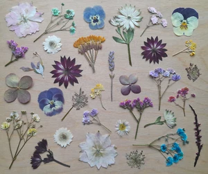 Gepresste Getrocknete Blüten Blumen Mix Bunt DIY Kreativ Basteln Floristik 30 St - Bild 1 von 5