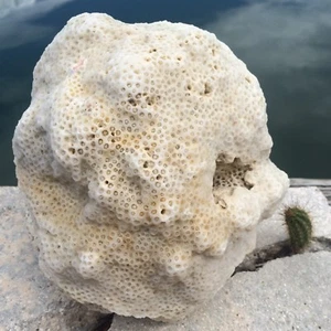 Natürliches GROSSES karibisches schweres Korallenfossil, Ozeansalzwasser schwer, Aquarium - Bild 1 von 10