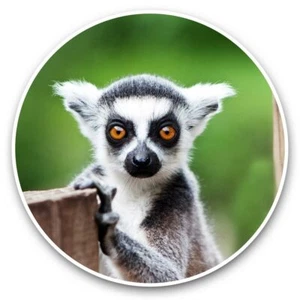 2 x Vinyl Aufkleber 30 cm - Lemur Wildtier Natur Wildtiere #45537 - Bild 1 von 8