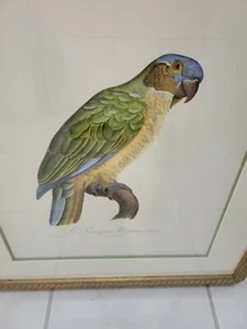 FRAMED GREEN PARROT  PAINTING PRINT  BY  LANGLOIS [ FRENCH PAINTER] - Picture 1 of 4