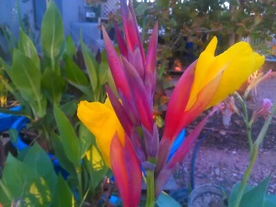 Striped Beauty Yellow water Canna Lily Pond Plant Bog Marginal - Image 1 of 3