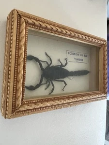Antroctonus Skorpion Präparat Schwarz Selten  - Bild 1 von 2