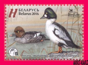 BELARUS 2016 Nature Fauna Bird of Year Common Goldeneye Duck 1v Sc979 Mi1108 MNH - Picture 1 of 1