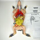 Vintage Ward's Fetal Pig Anatomical Model W/ Paperwork Anatomic Display Oddity