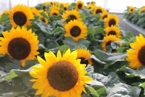 Sunspot Sunflower Seeds | Non-Gmo | Heirloom | Fresh Garden Seeds