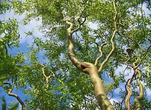 6+ scion cuttings of Corkscrew Willow Tree Twisted limbs, easy to root - Picture 1 of 3