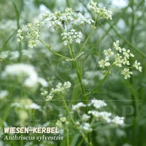 10.000+ Samen Wiesenkerbel Anthriscus sylvestris - Cow Parsley Queen Anne's lace - Imagen 1 de 4