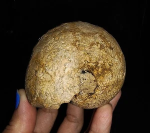 ¡INCREÍBLE AMONITA! FÓSIL DE PARACLADISCITAS RARAS TRIÁSICAS DE TIMOR INDONESIA 65 MM - Imagen 1 de 8