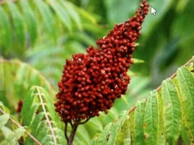 Staghorn Sumac - 200 Seeds! Fresh 2025 Harvest! - Image 1 of 2