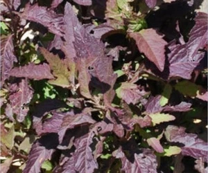 Epazote rojo oaxaqueño - Dysphania ambrosioides - 100+ semillas - ¡RELIQUIA! F 098 - Imagen 1 de 1
