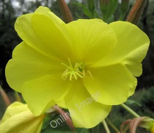 Photo 6x4 Flower of the Large-flowered Evening-primrose Brereton Heath Th c2010 - Bild 1 von 1
