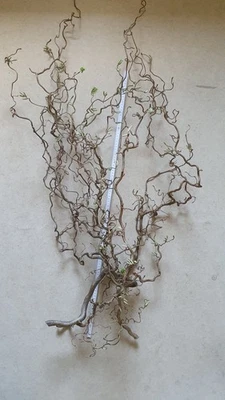 Korkenzieherhasel Zweige ca. 100 cm Bio Dekoration Weihnachten Advent TiereVögel - Bild 1 von 3