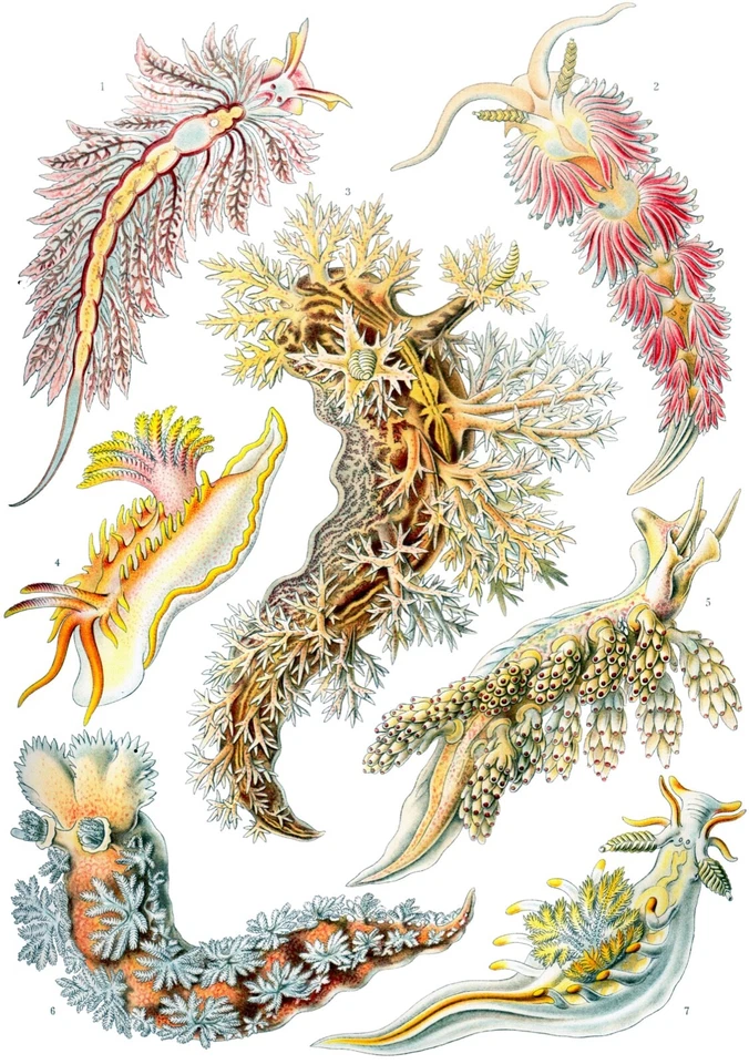 Rompecabezas Ernst Haeckel 1000 piezas Nudibranchia Sea Slugs 27"x19" Foto 1 de 3