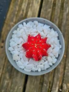 Tiny, white stone gravel 100g - decorative top-dressing, plant-pot, vase filler - Picture 1 of 3