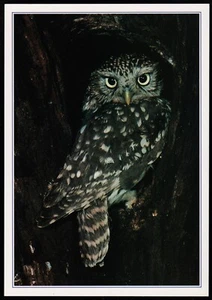 Kleine Eule Athene Noctua Tierwelt J. Arthur Dixon Postkarte - Bild 1 von 2