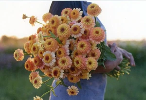 Zinnias, "Zinderella Peach," 2019 --New POSTCARD - Imagen 1 de 2