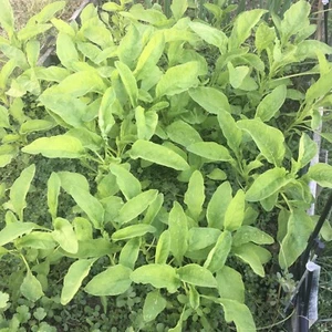 Amaranth Edible Green - Chinese Leafy Spinach - 500++ Seeds - Organically Grown - Picture 1 of 5