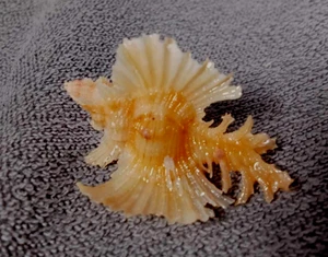 Chicoreus orchidiflorus 32.2 mm F++/+++ BIG SIZE  deep water "GOLDEN-ORANGE WOW! - Picture 1 of 11