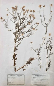 Botany - Plank Herbarium Xixth - Plants Dried - Corymbifères 20 - Picture 1 of 5
