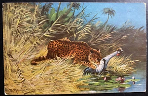 1890s Belgium Color Picture postcard Cover Leopard Hunting - Picture 1 of 2