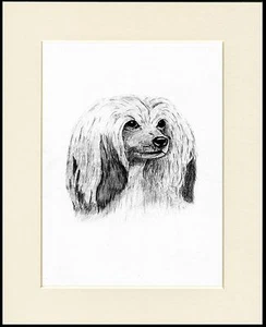 CHINESE CRESTED HEAD STUDY LOVELY LITTLE DOG SKETCH PRINT READY MOUNTED - Picture 1 of 1