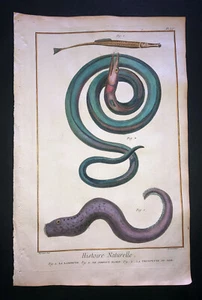 MARTINET - TRUMPETFISH -Plate 55- HEIGHTENED IN GOLD FOLIO HC PRINT PRINTED 1751 - Picture 1 of 1