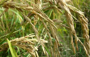 Thailändischer Reis ORYZA SATIVA 100 Erbstück Jasmin oder klebrige klebrige Samen, einfach anzubauen - Bild 1 von 11