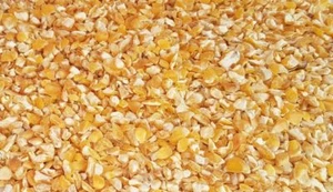 Mais Bruchmais 25 kg Futtermais Hühnerfutter Enten Gänse - Bild 1 von 1