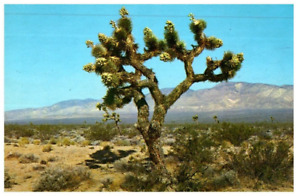 Joshua Tree With Seed Pods Cactus Postcard