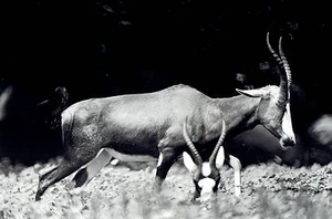 1982 Original Photo Blesboks Animals roaming at the Detroit Zoo in Michigan - Picture 1 of 2